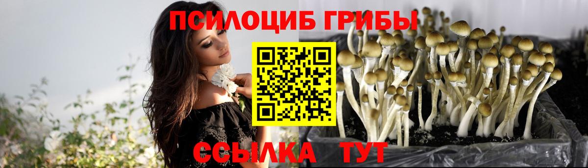 Галлюциногенные грибы Psilocybe Мыски